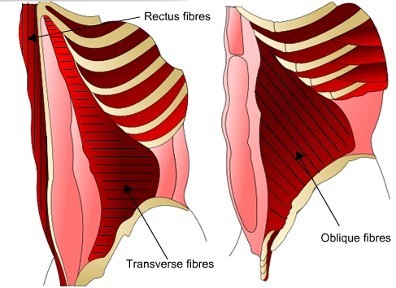 abdominal muscles: rectus, transverse and oblique fibres